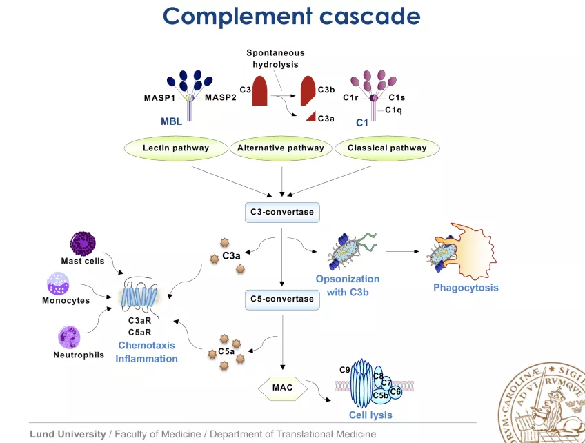 Picture showing scheme of complement cascade