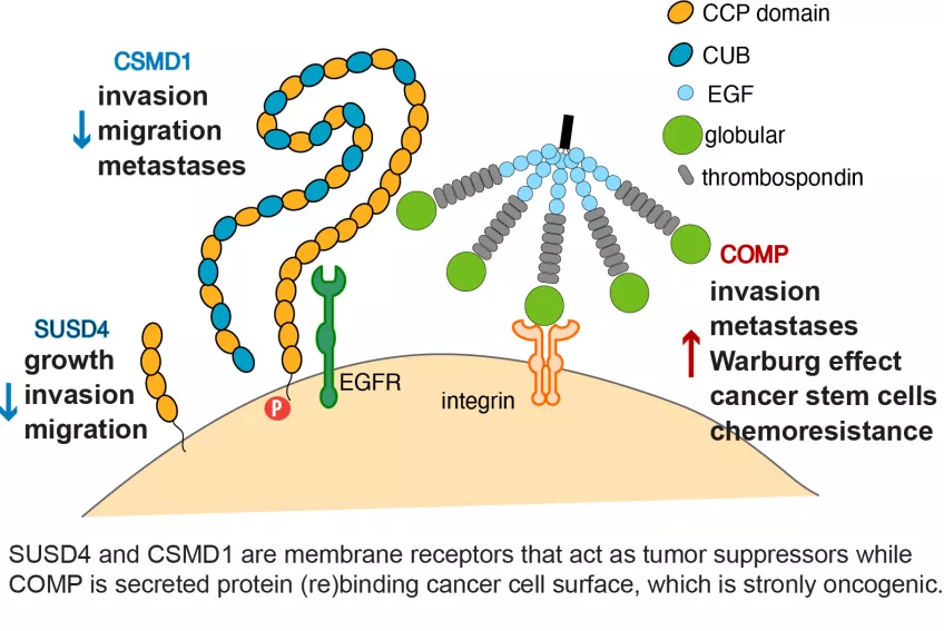 Complement inhibitors in cancer